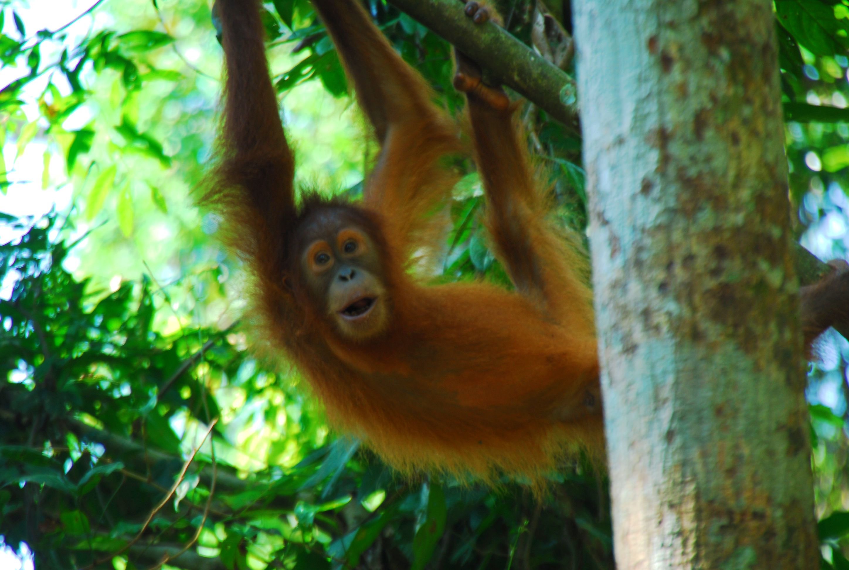 Trekking bei den Orang-Utans