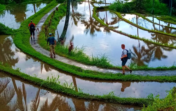 Wanderung bis die Oberschenkel glühen... Wanderer auf gewundenen Wegen zwischen Reisfeldern mit Wasserflächen.