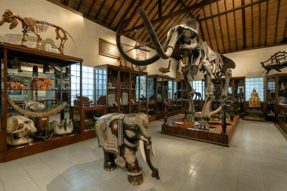 Elefanten Museum in Taro Museum mit ausgestopften Elefanten, Mammut und anderen Tierexponaten in Vitrinen.