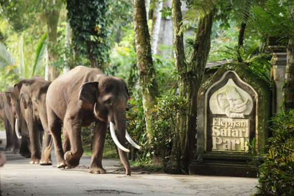 Elefantenpark Eine Gruppe von Elefanten geht entlang eines mit Pflanzen umgebenen Weges.