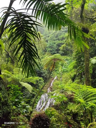 Pucak Manik Wasserfall Dichte tropische Vegetation mit einem Wasserfall im Hintergrund.
