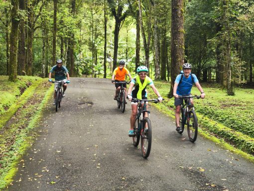 7 Kilometer durch üppiges Grün Vier Radfahrer auf einem Waldweg, umgeben von grünen Bäumen und Pflanzen.